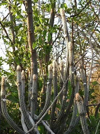Plant growing in Coahuila, Mexico