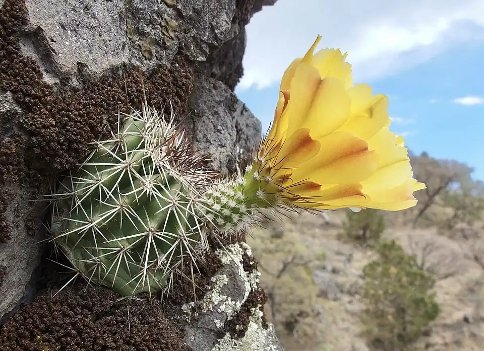Habitat in El Rubí, Sonora, Mexico