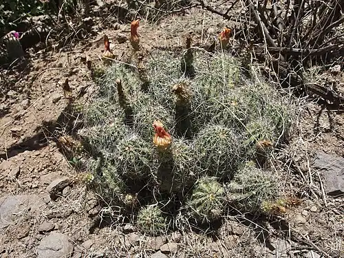 Plant growing in El Rito, Sonora, Mexico