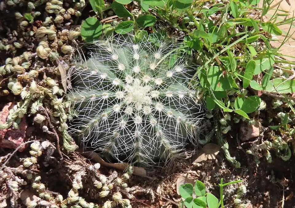 Echinocereus weinbergii ssp. weinbergii growing in Zacatecas, Mexico