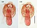 Male genitalia