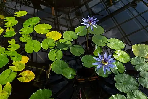 Nymphaea nouchali, Blue Lotuses