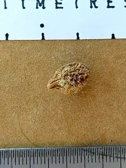 Seed