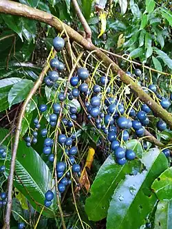 Fruiting