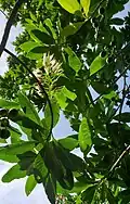 Flower raceme and immature fruits. Dededo, Guam