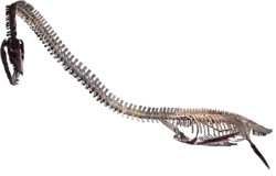 Elasmosaurus platyurus in the Rocky Mountain Dinosaur Resource Center in Woodland Park, Colorado