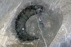 Eldonia ludwigii, Walcott Quarry. About 4&nbsp;cm long