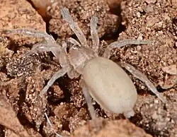 female