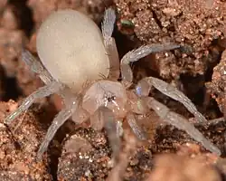 female