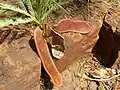 dehiscing seed pod