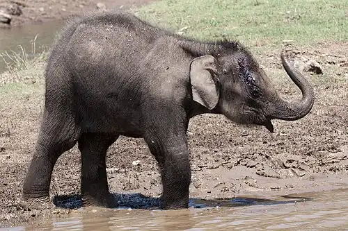 calf