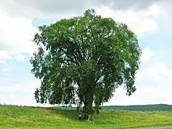 American Elm in Massachusetts (June 2012). Girth 18&nbsp;ft at 4.5&nbsp;ft above ground; est. height 80&nbsp;ft; spread 100&nbsp;ft.