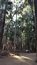Elsey National Park