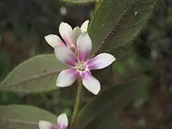 Elytropus chilensis