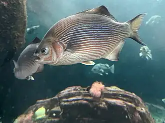 At the Vancouver Aquarium