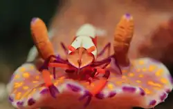Emperor Shrimp with a Ceratosoma Tenue nudibranch as its commensal host