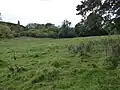 Empingham Marshy Meadows