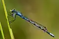 Enallagma cyathigerum
