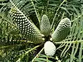 Cone
