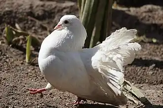 White English Fantail from the Aviary