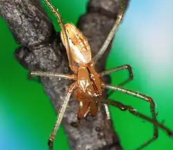 male E. molesta