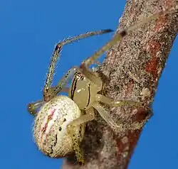 female E. molesta