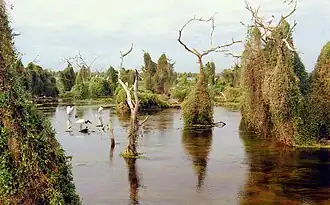 The Bañado La Estrella