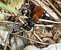 Entypus unifasciatus cressoni