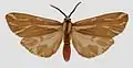 Eospilarctia yuennanica yuennanica male