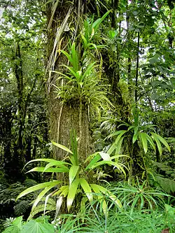 Image 52Rich rainforest habitat in Dominica (from Habitat)