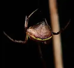 female
