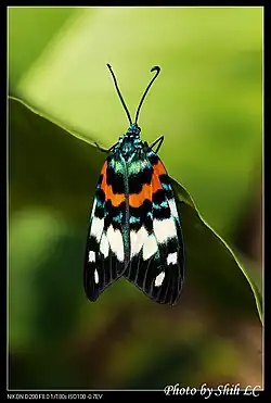 Erasmia pulchella