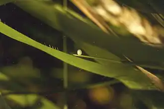 Egg