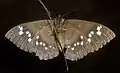 View of underside, Africa