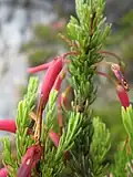 Flowering specimen of E. plukenetii ssp. plukenetii in the Western Cape, South Africa