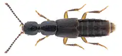 Erichsonius cinerascens (Gravenhorst, 1802)