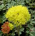 E. umbellatum var. humistratum (flowers)