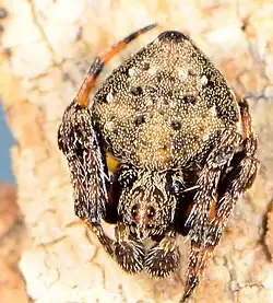 juvenile male