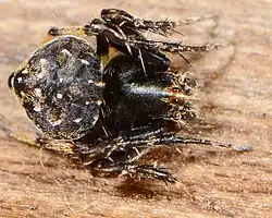 male