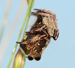 female