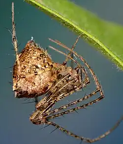female E. lawrencei