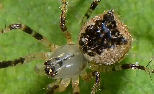 Female