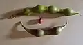 Green pods and seed