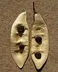 open seed pod