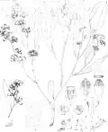 Illustration from Mueller's Eucalyptographia[8]