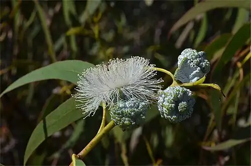 flower buds and flower
