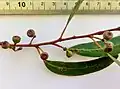 Fruit