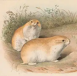 Drawing of brown lemmings