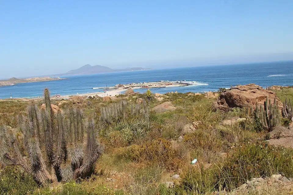 Habitat in Totoralillo, Coquimbo, Chile