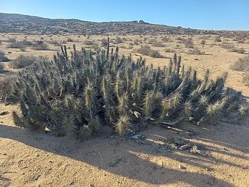 Plant in Majada el Tomate, Caldera, Chile